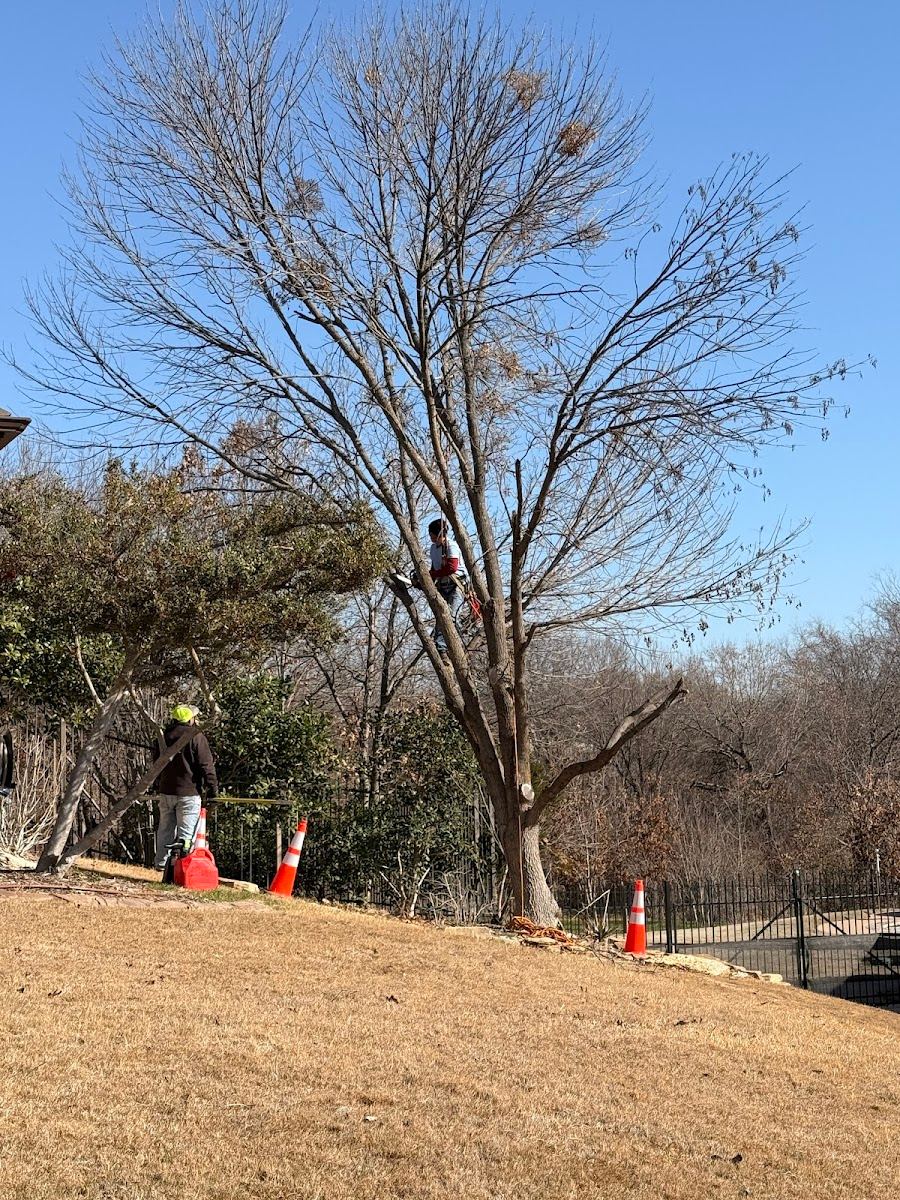 Tree service in Arlington, TX by Sion Tree Service