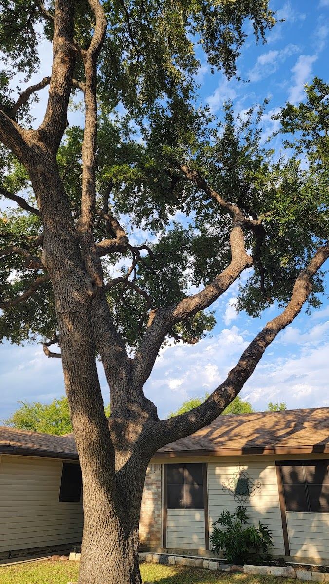 Tree service in Keller, TX by Sion Tree Service