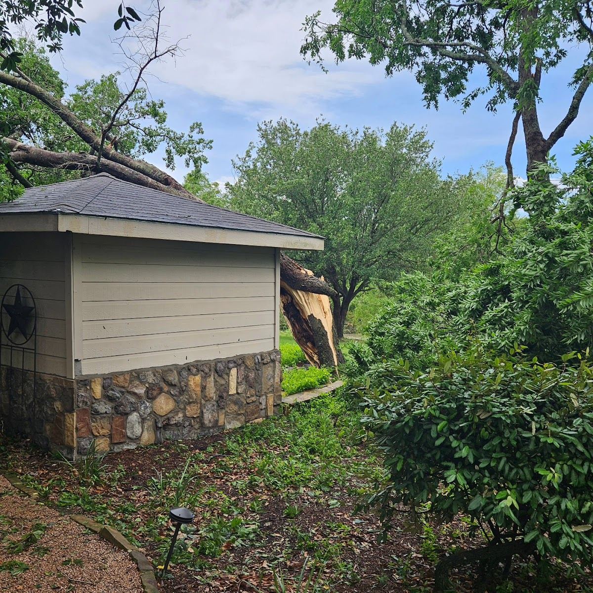 Storm-felled tree split and resting against a Fort Worth backyard stone outbuilding