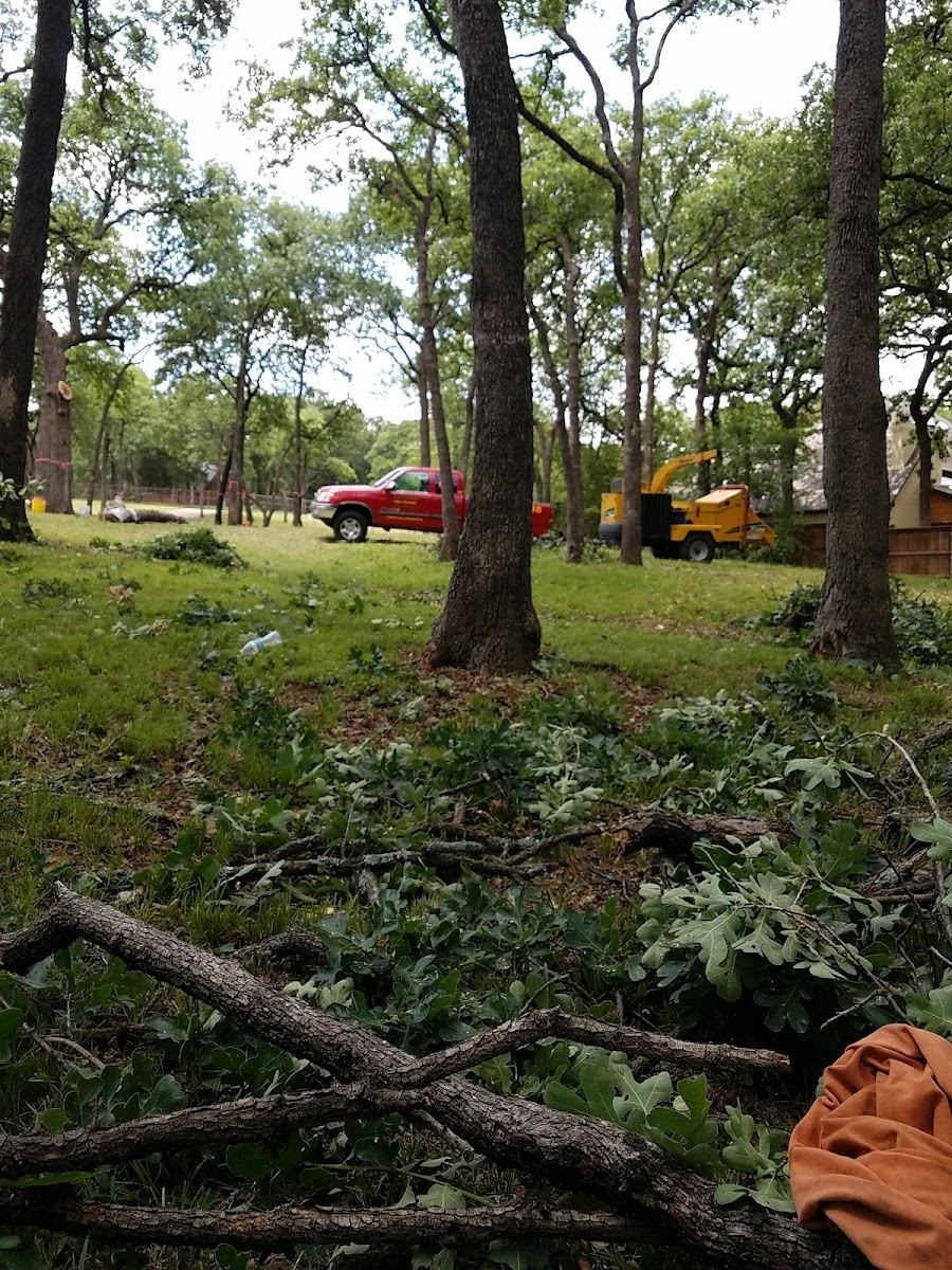 Tree service in Burleson, TX by Sion Tree Service