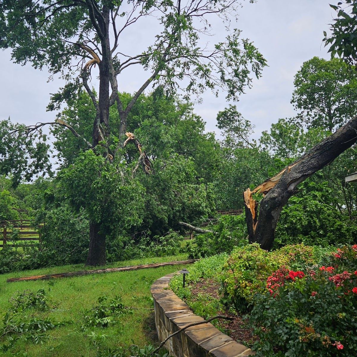 Storm-snapped tree limb hanging over a landscaped Fort Worth backyard garden after high winds