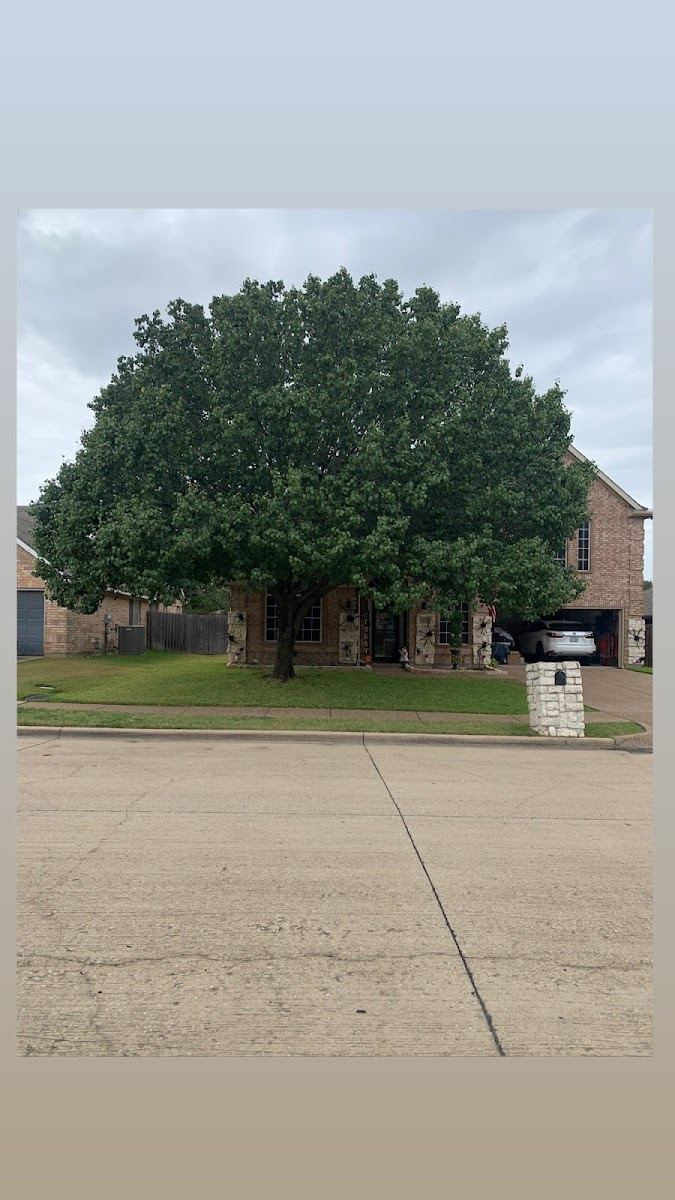 Tree service in Azle, TX by Sion Tree Service