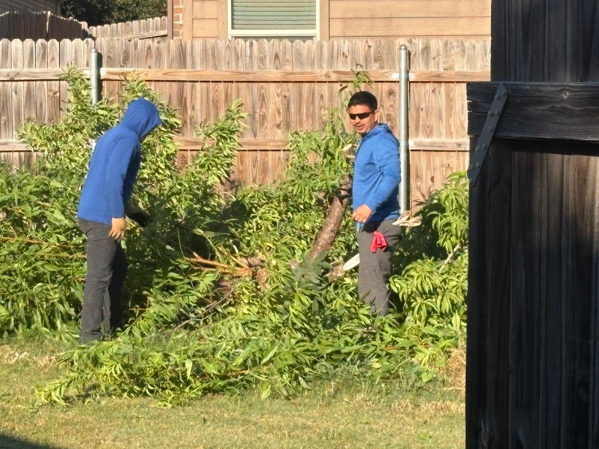 Tree service in Dallas, TX by Sion Tree Service